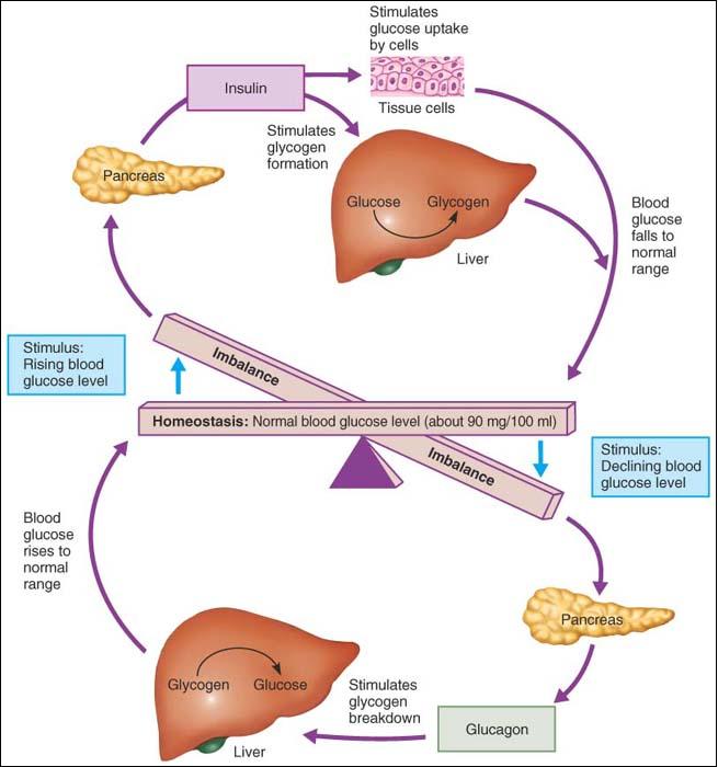 【glucose_homeostasis】什么意思_英语glucose_homeostasis的翻译_音标_读音_用法_例句_在线翻译_有道词典