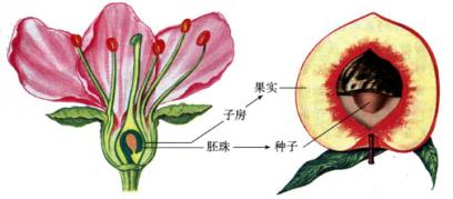 子房发育为果实