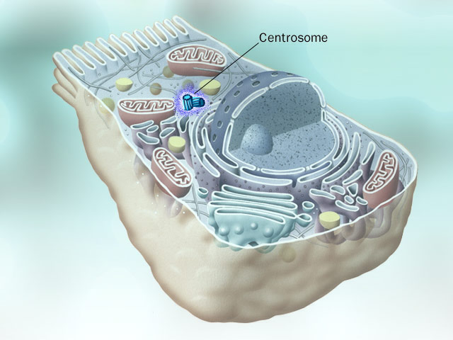 【centrosome】什么意思_英语centrosome的翻译_音标
