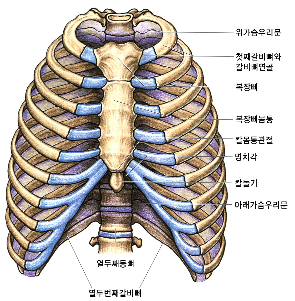sternum