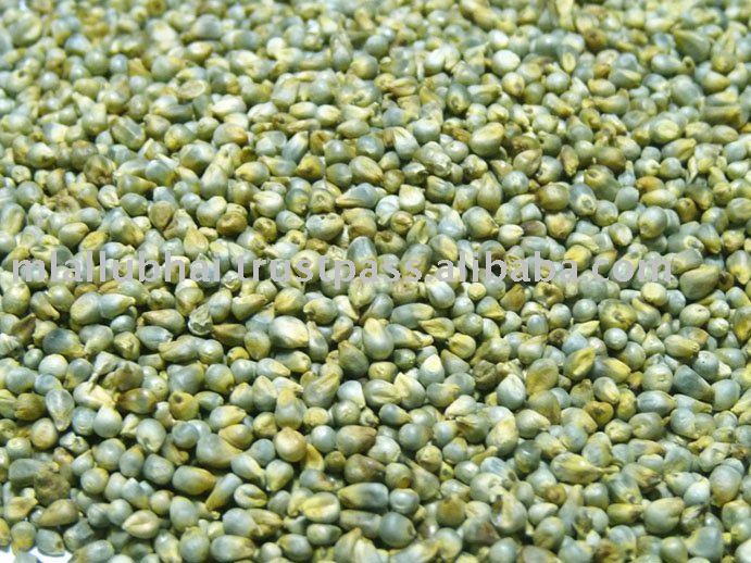 pearl millet