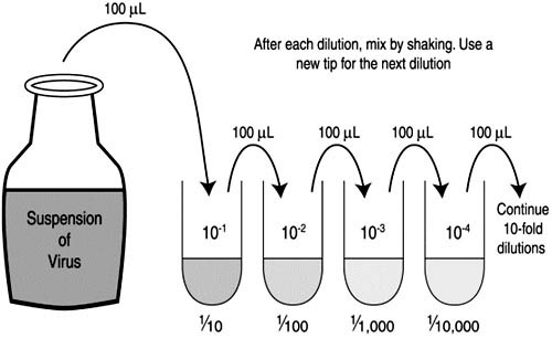 dilution-dilution