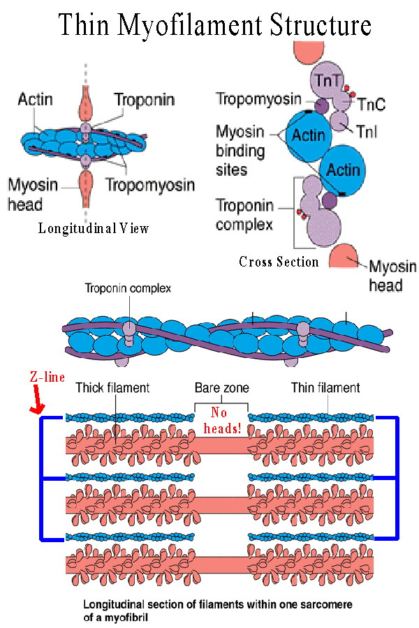 myofilament-myofilament