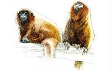 伶猴(图2)