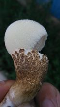 银丝草菇的菌盖上有明显的银丝状绒毛