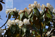 乌蒙宽叶杜鹃 乌蒙宽叶杜鹃