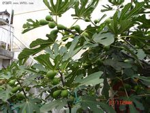 无花果树果实 无花果树果实