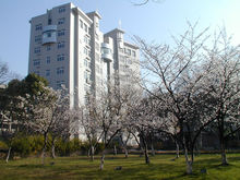 武汉工业大学的樱花