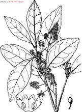 植物学上的图片 植物学上的图片