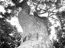 海口公园内的黄花梨树 海口公园内的黄花梨树