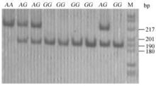 抑制素a亚基基因PCR-RFLP电泳图谱