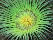 腔肠动物门 腔肠动物门