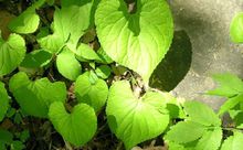 大叶堇菜 大叶堇菜