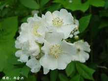 香花刺(七里香蔷薇) 香花刺(七里香蔷薇)