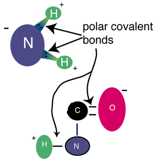 基于919个网页-                  极性共价键
