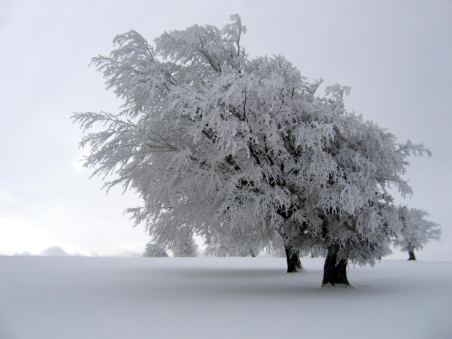 black forest