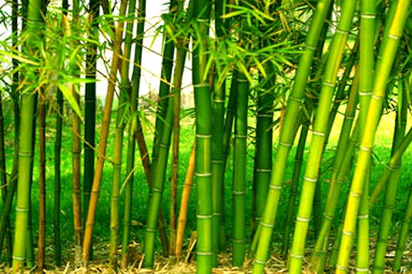【bamboos】什么意思_英语bamboos的翻译_音标_读音_用法_例句_在线