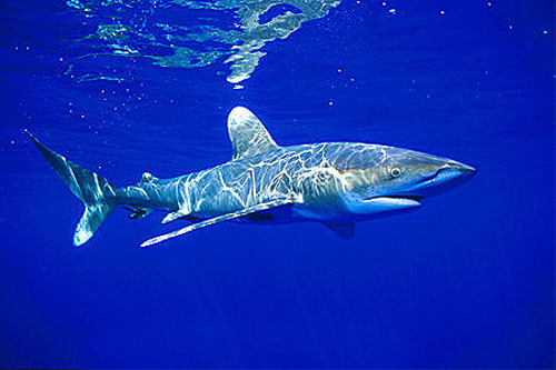 carcharhinus longimanus